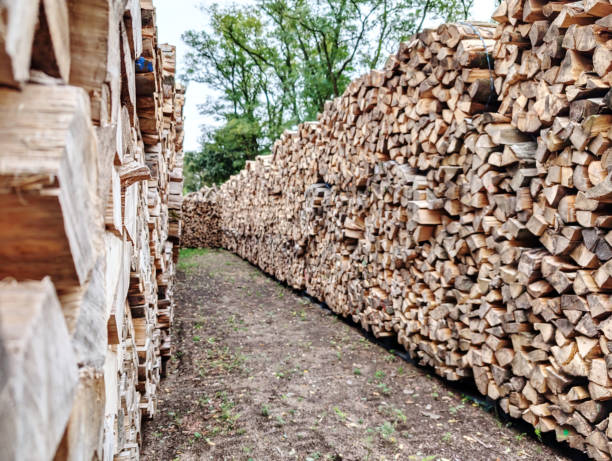 Main touchant différentes essences de bois de chauffage