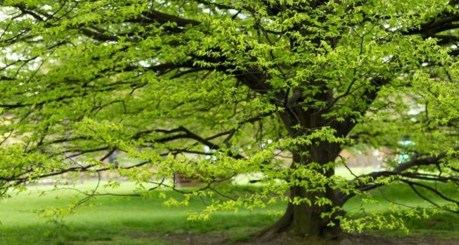 Bûches de Le Charme sèches