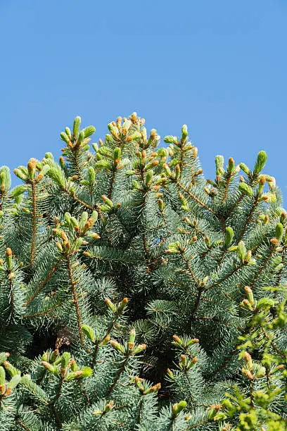 Sapin Le Pungens (Sapin Bleu)